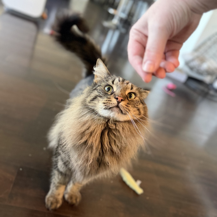 Julie's Purrfessional Cat Care