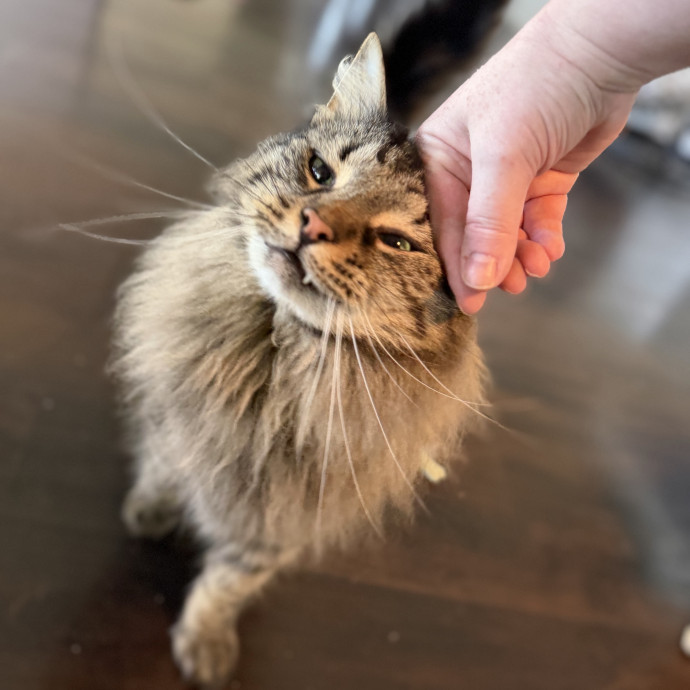 Julie's Purrfessional Cat Care