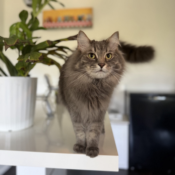 Julie's Purrfessional Cat Care