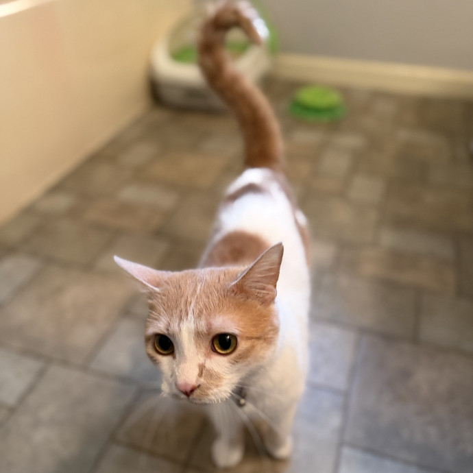Julie's Purrfessional Cat Care