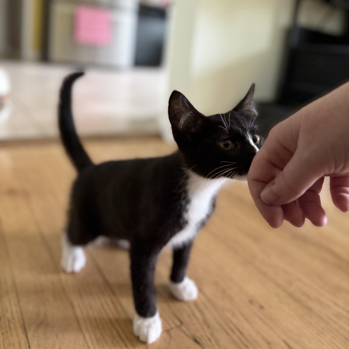 Julie's Purrfessional Cat Care