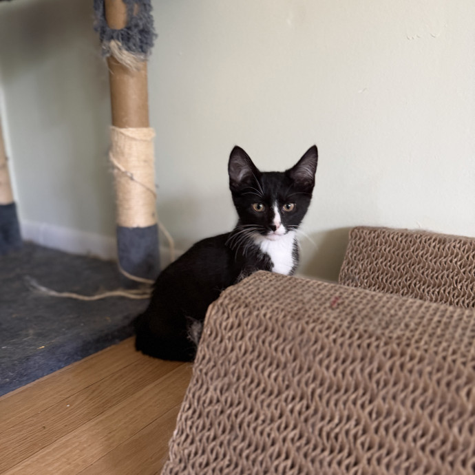 Julie's Purrfessional Cat Care
