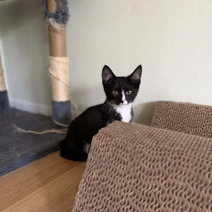 Julie's Purrfessional Cat Care