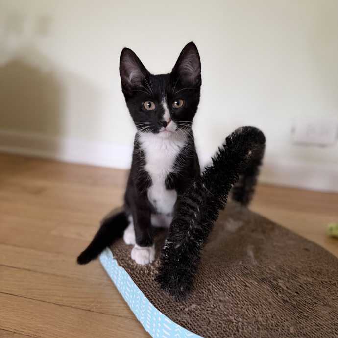 Julie's Purrfessional Cat Care