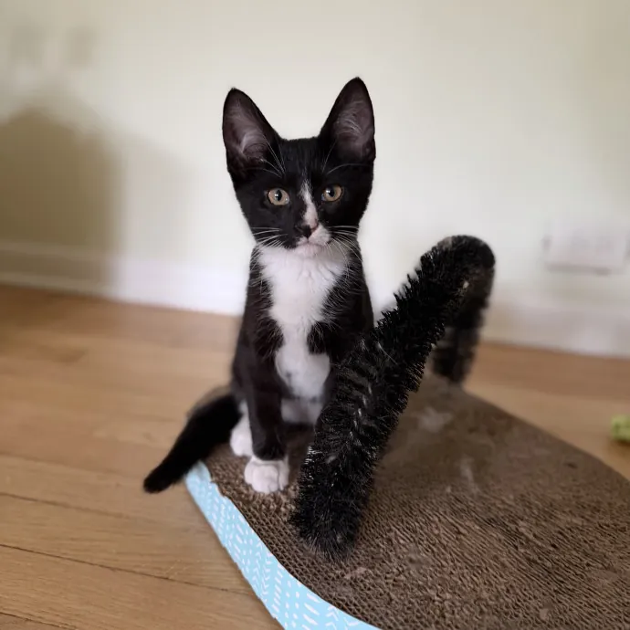 Julie's Purrfessional Cat Care