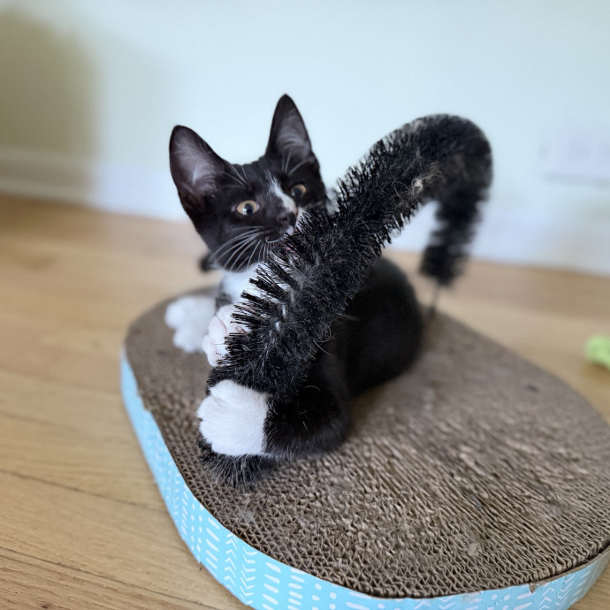 Julie's Purrfessional Cat Care
