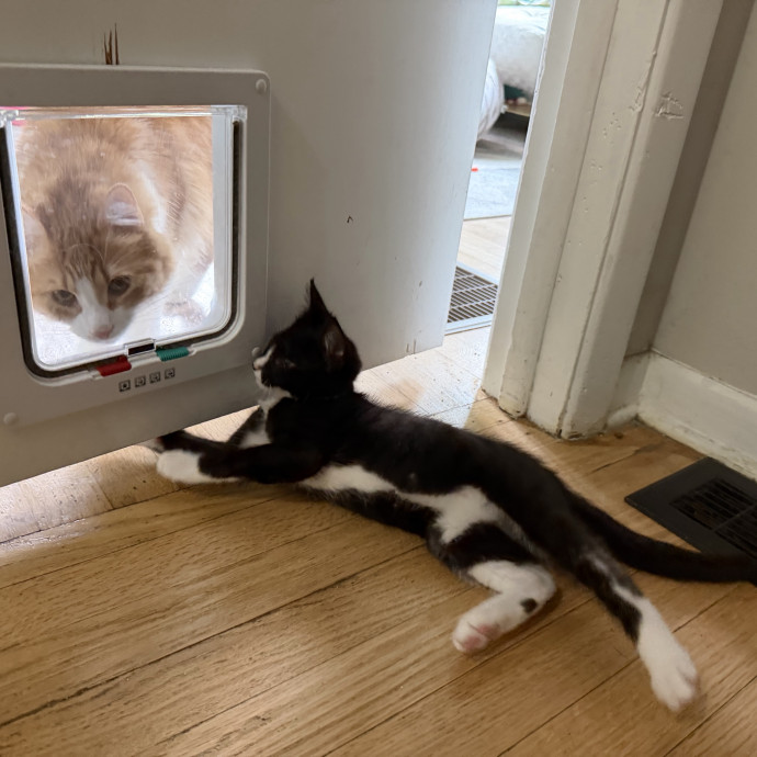 Julie's Purrfessional Cat Care