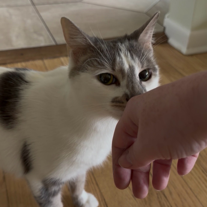 Julie's Purrfessional Cat Care