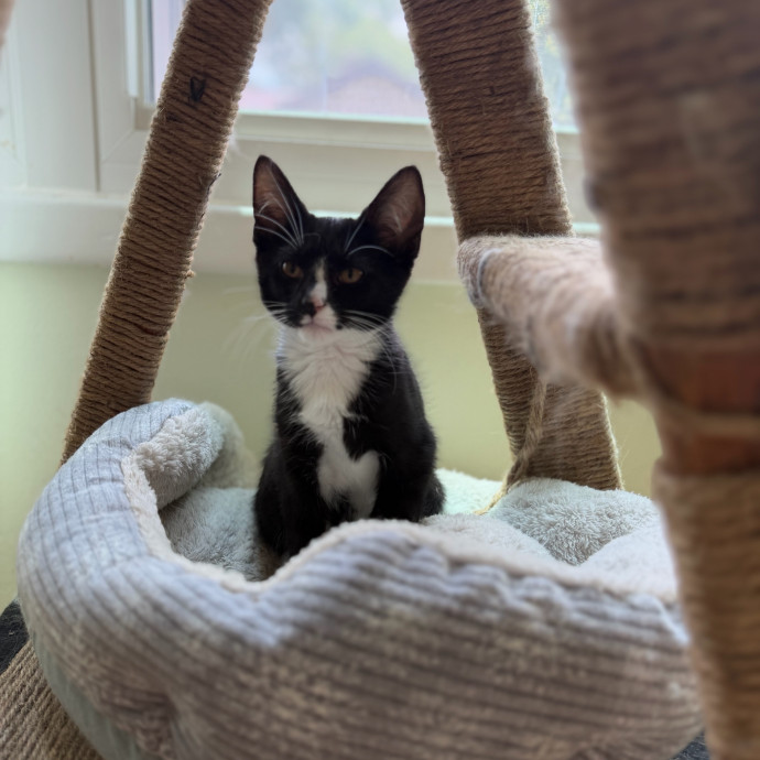 Julie's Purrfessional Cat Care