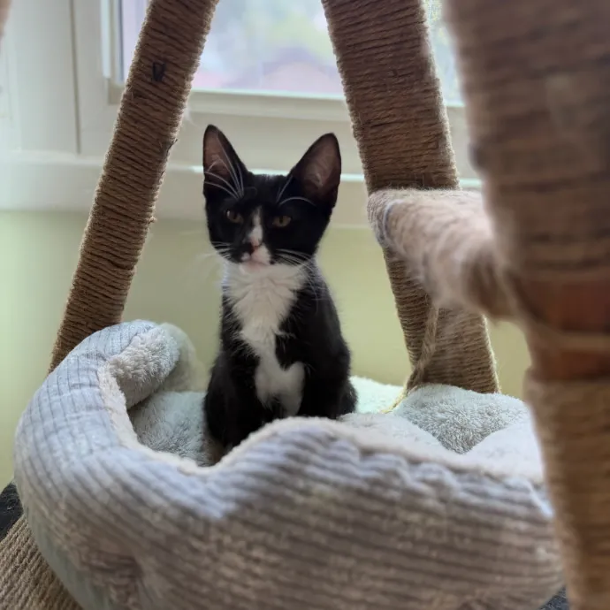 Julie's Purrfessional Cat Care