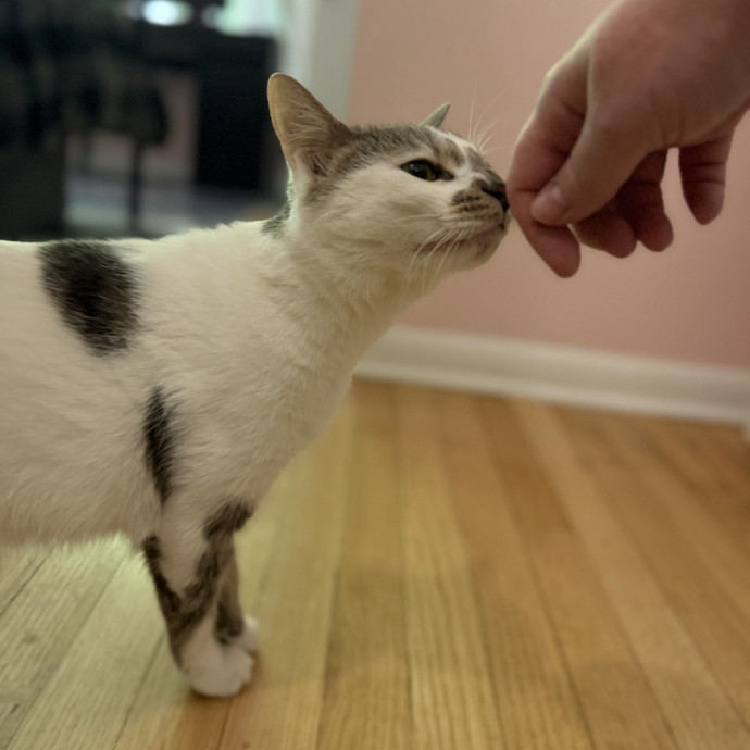 Julie's Purrfessional Cat Care