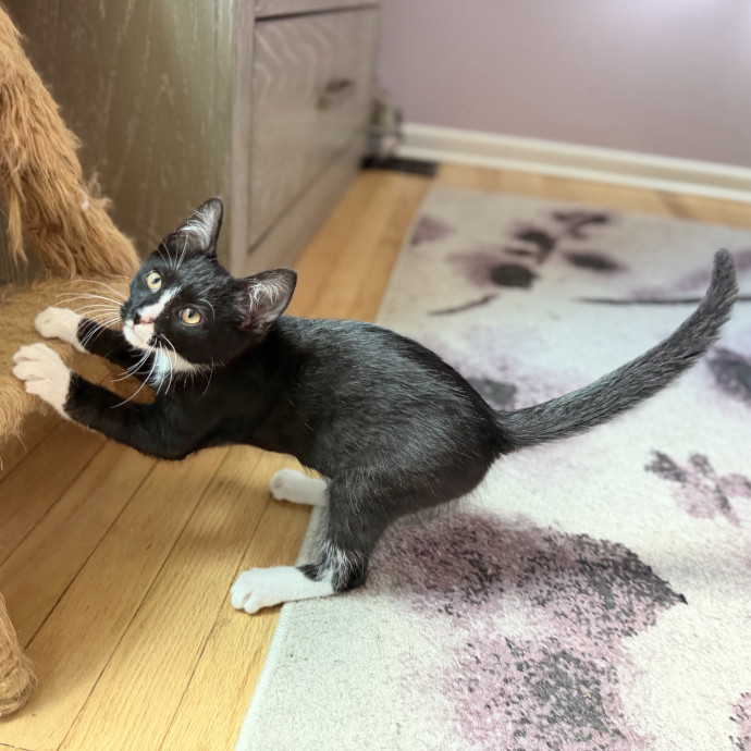 Julie's Purrfessional Cat Care