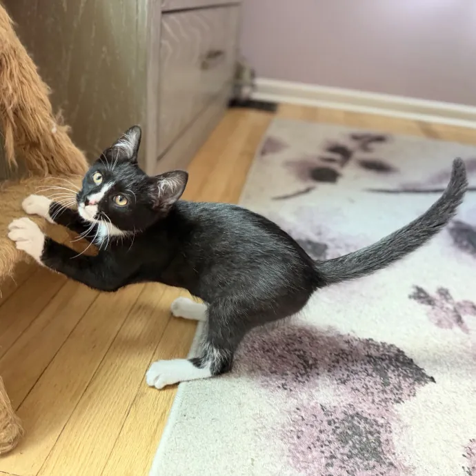 Julie's Purrfessional Cat Care