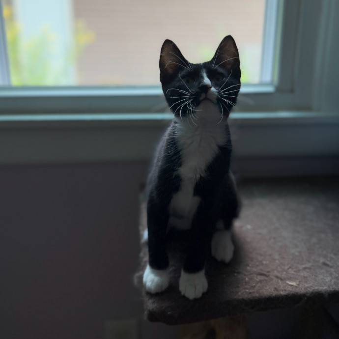 Julie's Purrfessional Cat Care