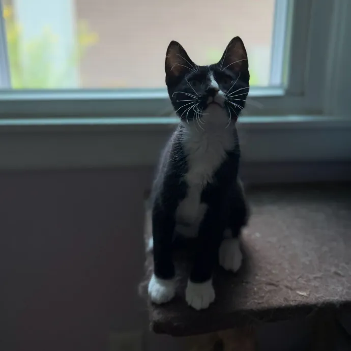 Julie's Purrfessional Cat Care