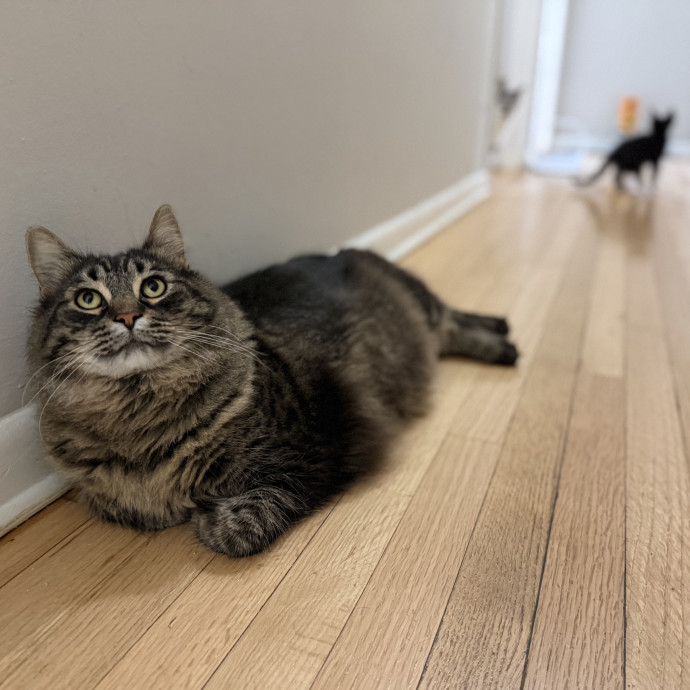 Julie's Purrfessional Cat Care