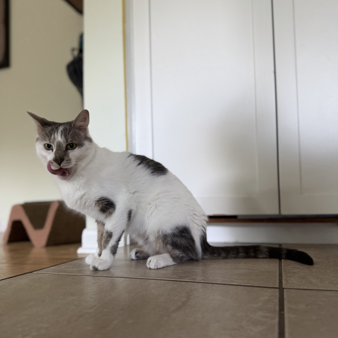 Julie's Purrfessional Cat Care