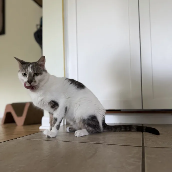 Julie's Purrfessional Cat Care
