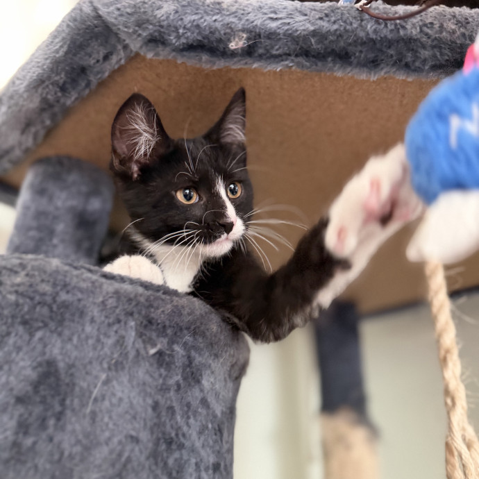 Julie's Purrfessional Cat Care
