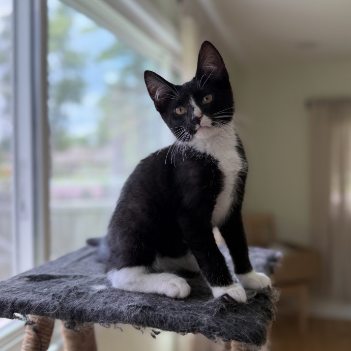 Julie's Purrfessional Cat Care
