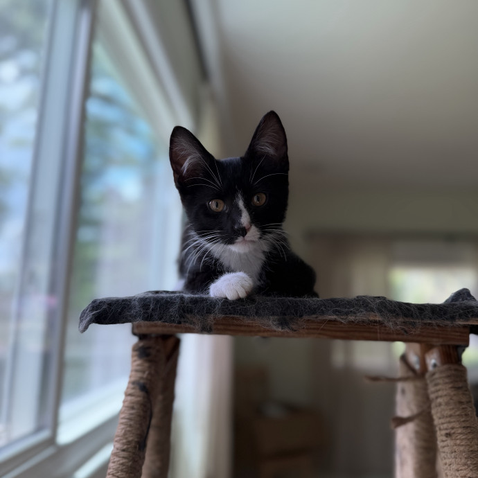 Julie's Purrfessional Cat Care