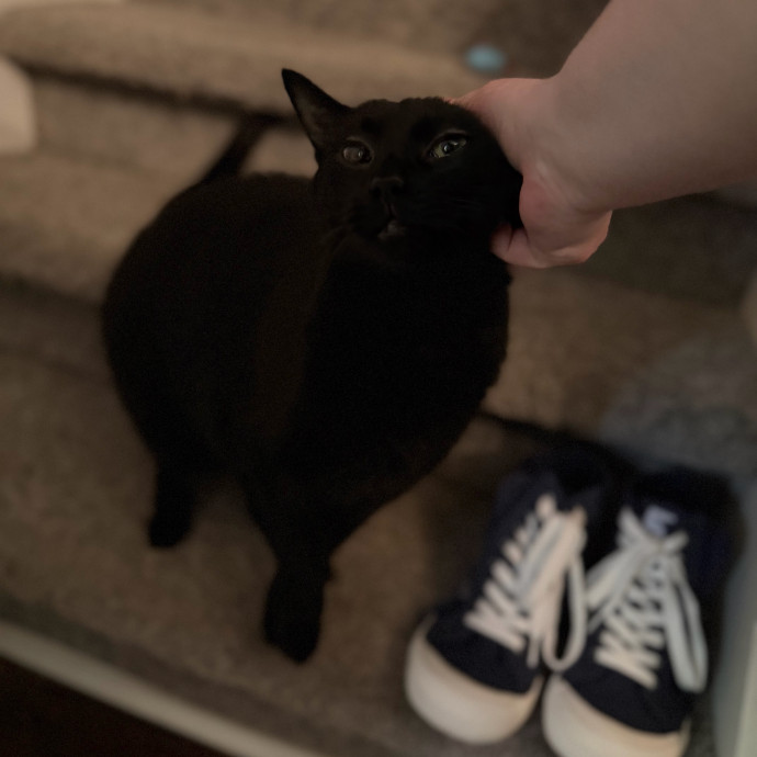 Julie's Purrfessional Cat Care