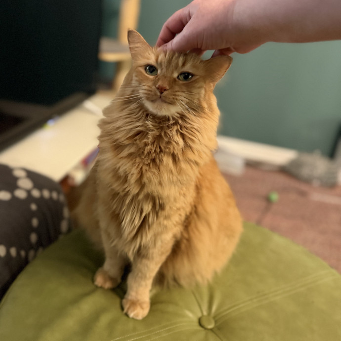 Julie's Purrfessional Cat Care