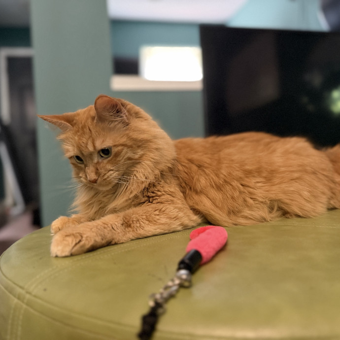 Julie's Purrfessional Cat Care
