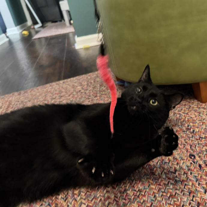 Julie's Purrfessional Cat Care