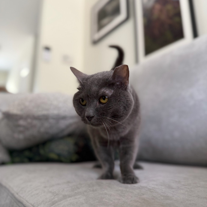 Julie's Purrfessional Cat Care