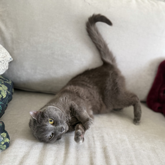 Julie's Purrfessional Cat Care
