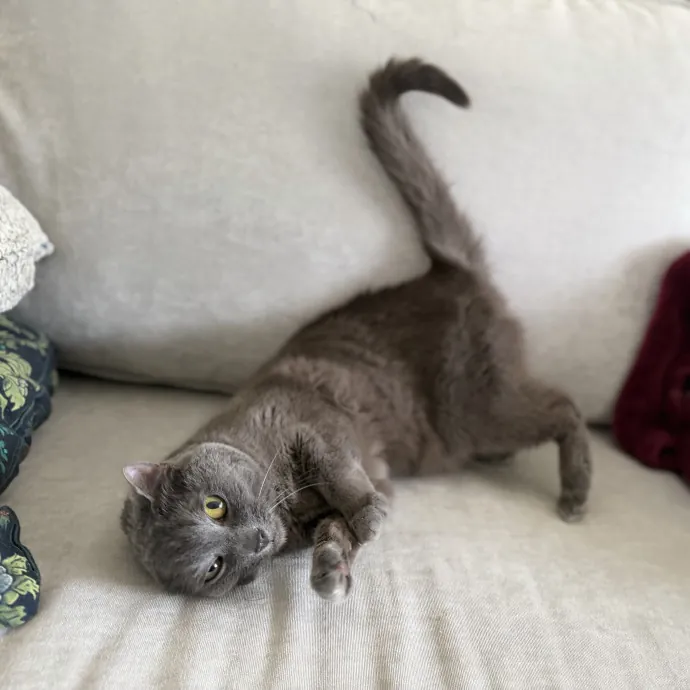Julie's Purrfessional Cat Care