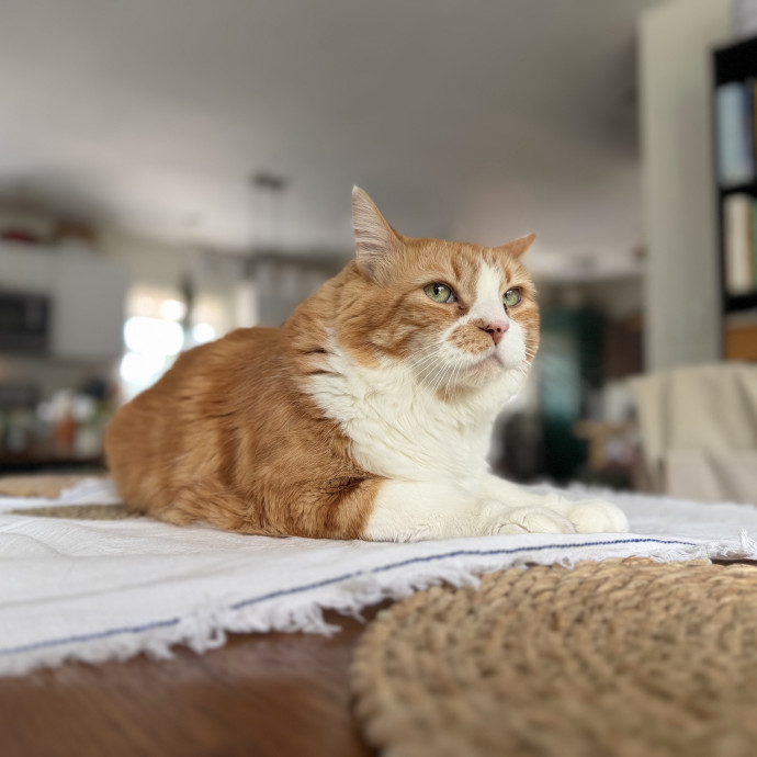 Julie's Purrfessional Cat Care
