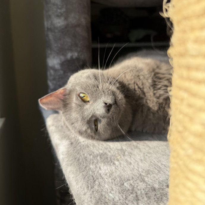 Julie's Purrfessional Cat Care