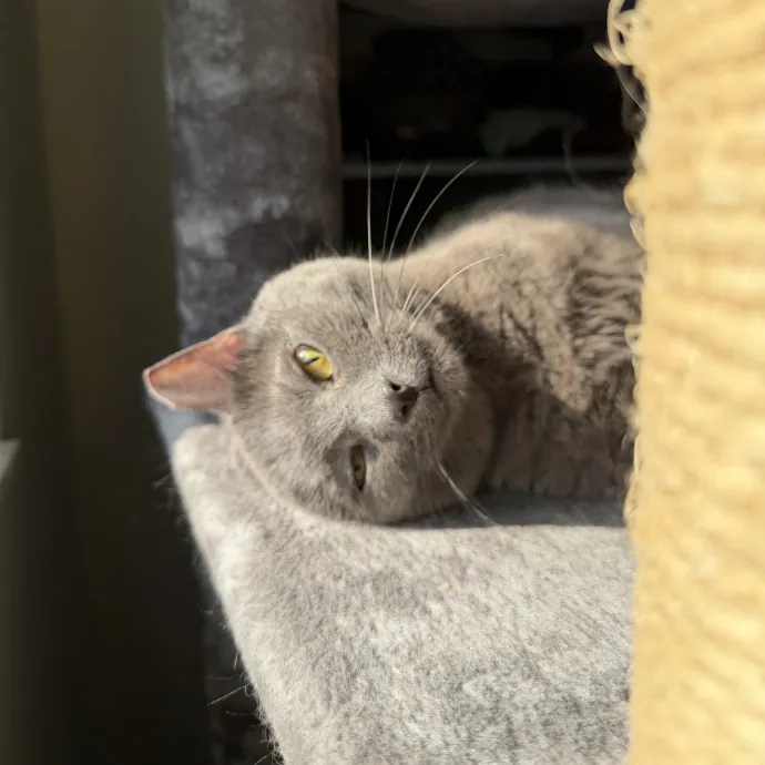 Julie's Purrfessional Cat Care