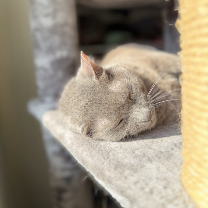 Julie's Purrfessional Cat Care