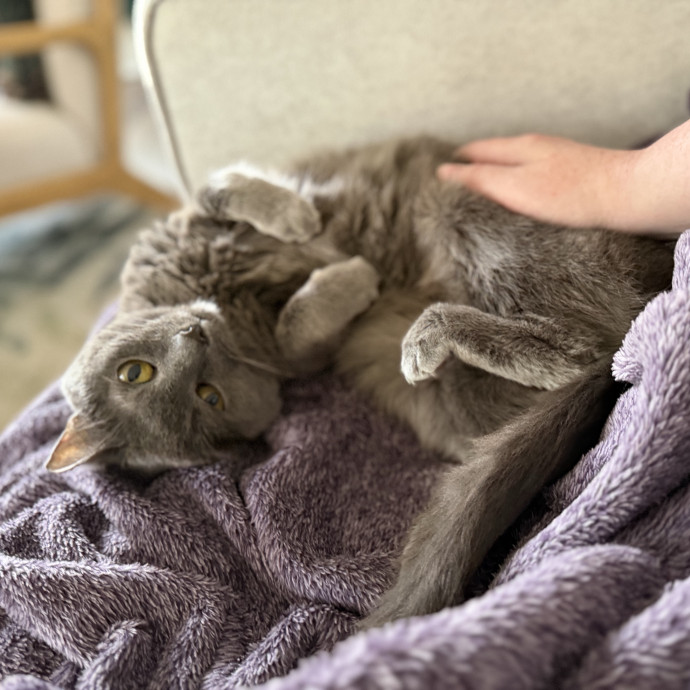 Julie's Purrfessional Cat Care