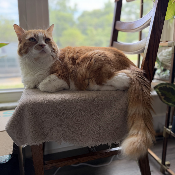 Julie's Purrfessional Cat Care