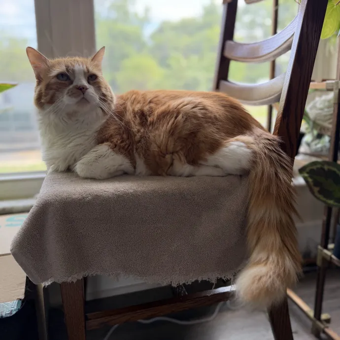 Julie's Purrfessional Cat Care