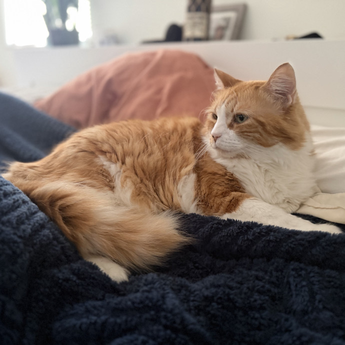 Julie's Purrfessional Cat Care