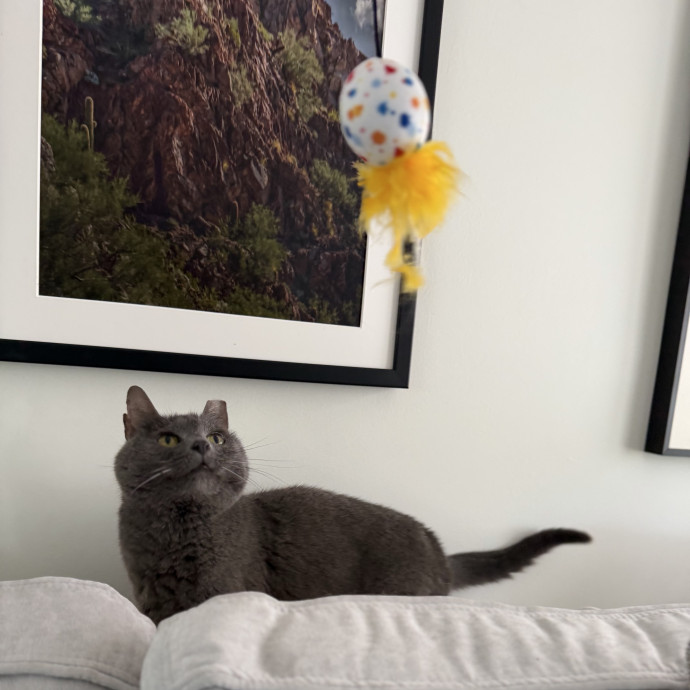 Julie's Purrfessional Cat Care