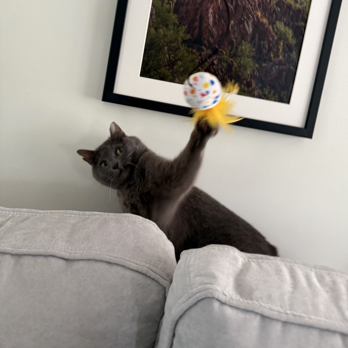 Julie's Purrfessional Cat Care