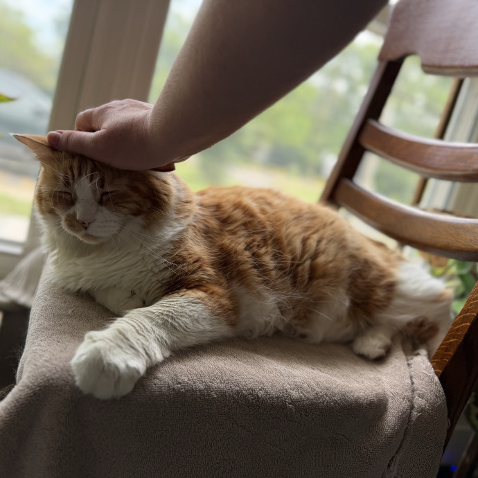 Julie's Purrfessional Cat Care