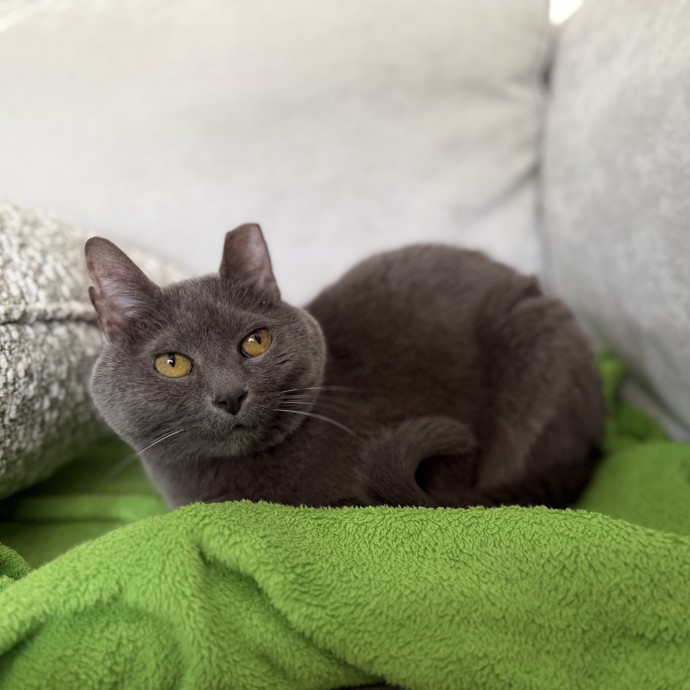 Julie's Purrfessional Cat Care
