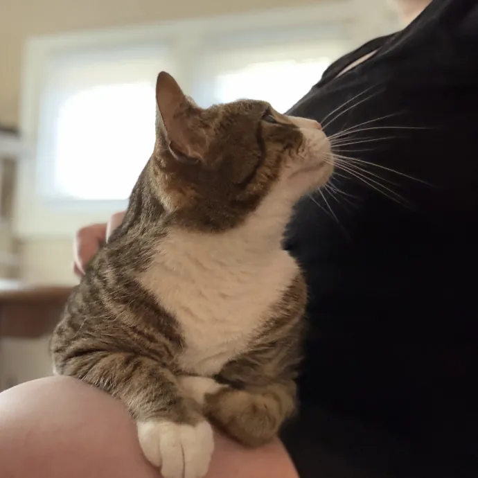 Julie's Purrfessional Cat Care