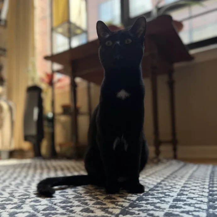 Julie's Purrfessional Cat Care