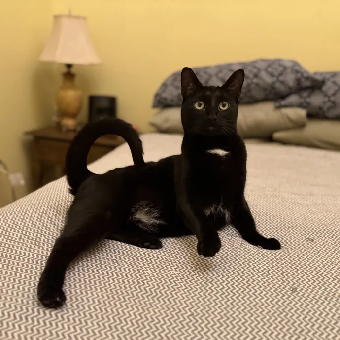 Julie's Purrfessional Cat Care