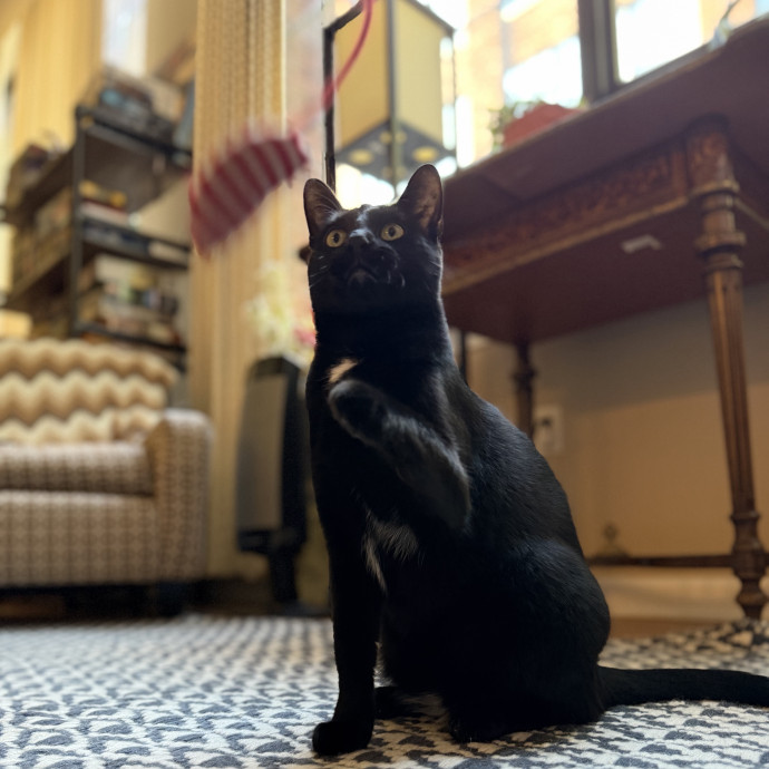Julie's Purrfessional Cat Care
