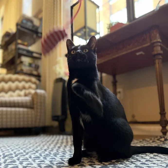 Julie's Purrfessional Cat Care