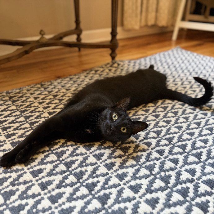 Julie's Purrfessional Cat Care